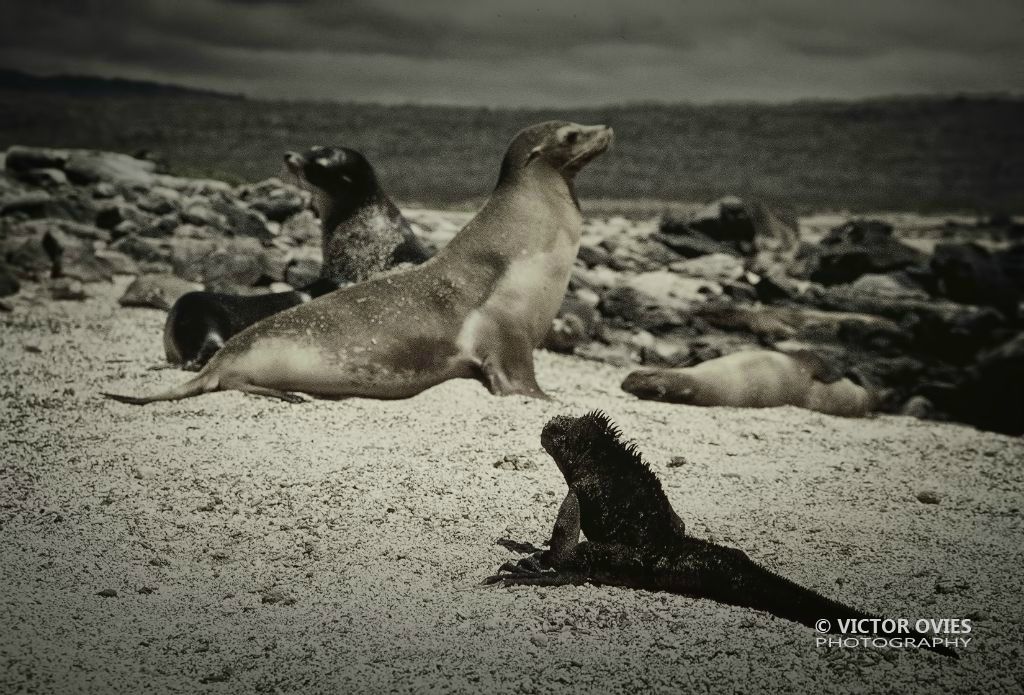 Iguana y lobos marinos